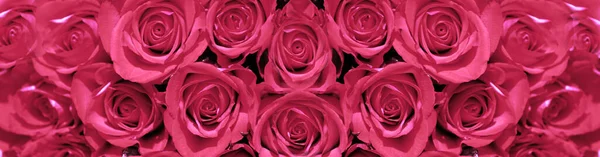 Hermosas Rosas Rojas Fondo — Foto de Stock