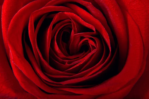 Rote Rose Aus Nächster Nähe — Stockfoto
