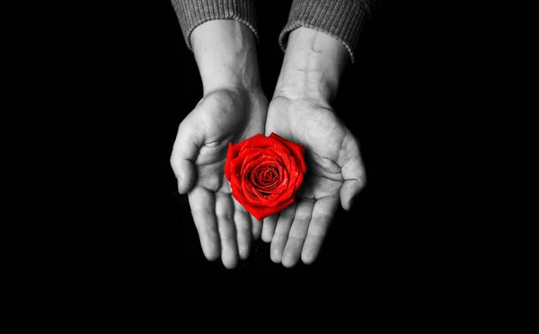 Närbild Kvinnliga Händer Håller Röd Ros Blomma — Stockfoto