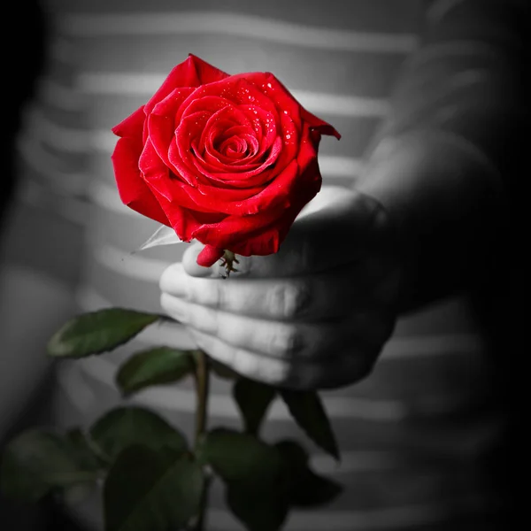 Belles Roses Rouges Dans Les Mains Une Femme — Photo