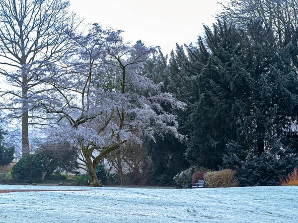 Cobertura Luz Neve Árvores Grama Museu Jardins York Inglaterra — Fotografia de Stock