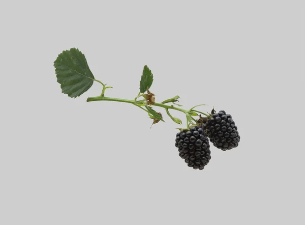 Blackberry Ramo Planta Com Bagas Pretas Suculentas — Fotografia de Stock