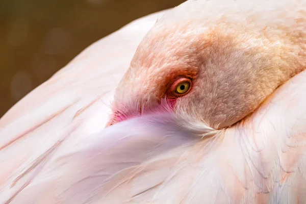 Flamingo Esconde Seu Bico — Fotografia de Stock