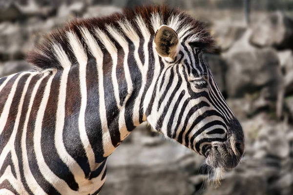 Güneşte Rüya Gören Bir Zebra — Stok fotoğraf