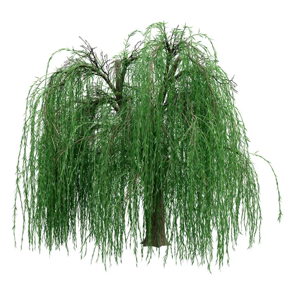 Rendering Salice Piangente Verde Una Babylonica Salix Isolata Sfondo Bianco — Foto Stock