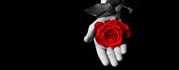 Red Rose Hand Black Background — Stock Photo, Image