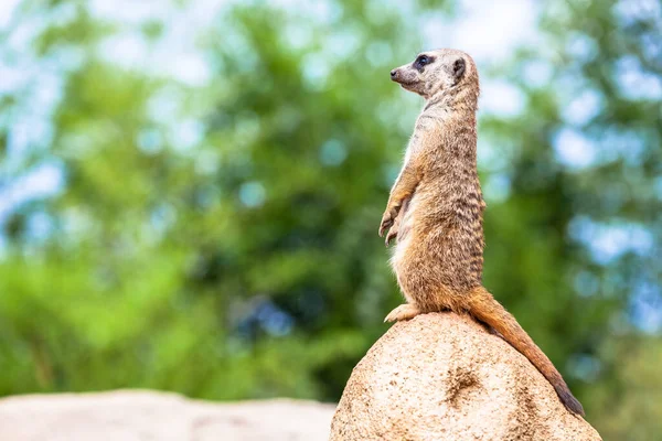 Atitude Meerkat Melhor Sistema Vigilância Ele Controla Território Fornece Proteção — Fotografia de Stock