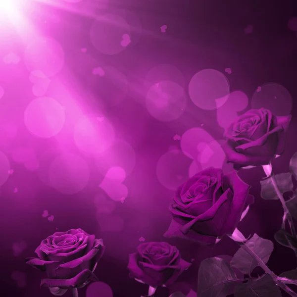 Hermoso Rosa Rosas Fondo — Foto de Stock