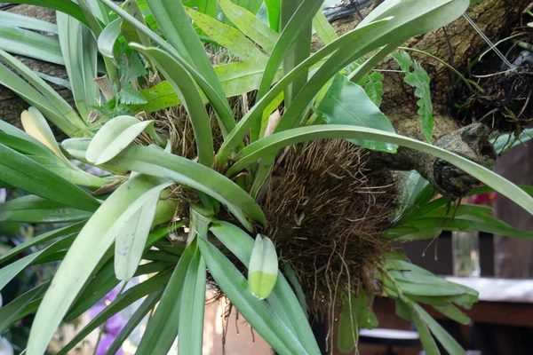 Ornamental Plant Garden Stock Photo — Stock Photo, Image