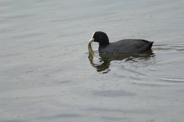 Schwarzer Schwan Auf Dem See — Stockfoto