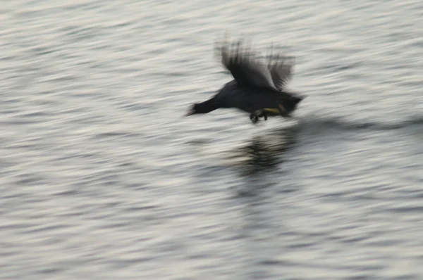 Eurasian Coot Fulica Atra Running Water Picture Blur Suggest Movement — Stock Photo, Image