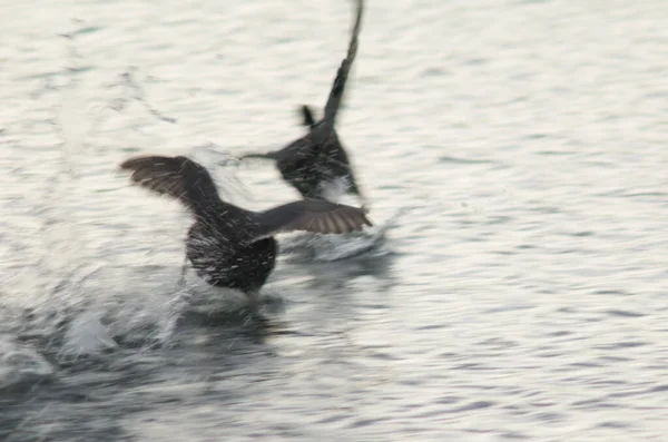 Coot Eurasiano Fulica Atra Perseguindo Para Outro Desfoque Imagem Para — Fotografia de Stock