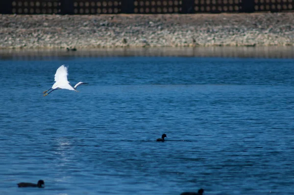 Γλάροι Που Πετούν Πάνω Από Λίμνη — Φωτογραφία Αρχείου