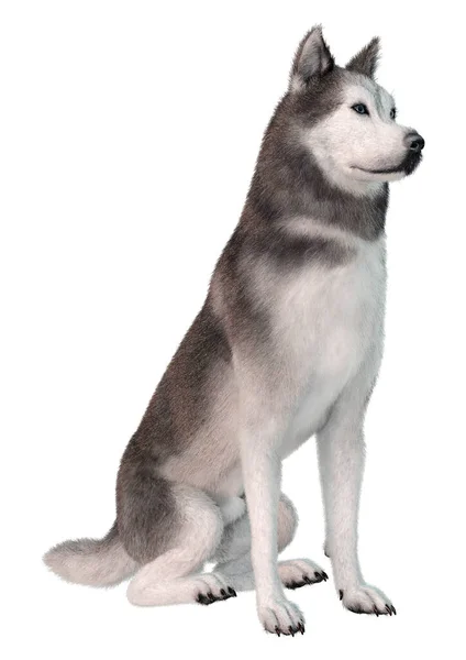 Weergave Van Een Siberische Husky Hond Geïsoleerd Witte Achtergrond — Stockfoto