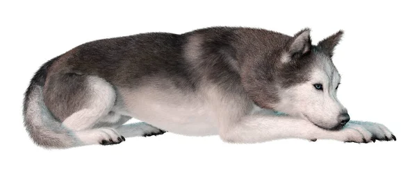 Weergave Van Een Siberische Husky Hond Geïsoleerd Witte Achtergrond — Stockfoto