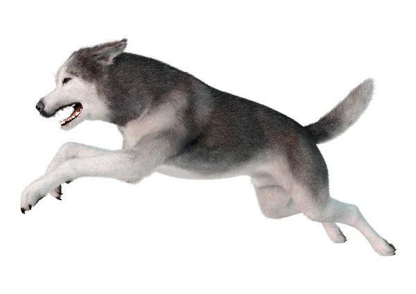 Beyaz Arka Planda Izole Edilmiş Sibirya Köpeğinin Boyutlu Görüntüsü — Stok fotoğraf