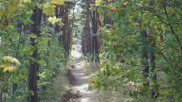 Mar Báltico Palanga Klaipeda Nida Curonian Spit Nascer Sol Pôr — Fotografia de Stock