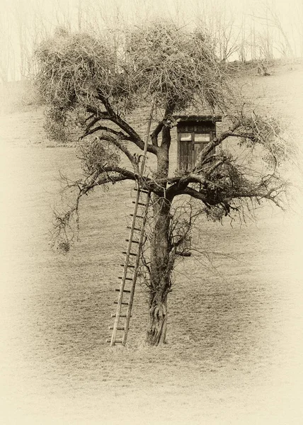 Parktaki Yaşlı Ağaç — Stok fotoğraf