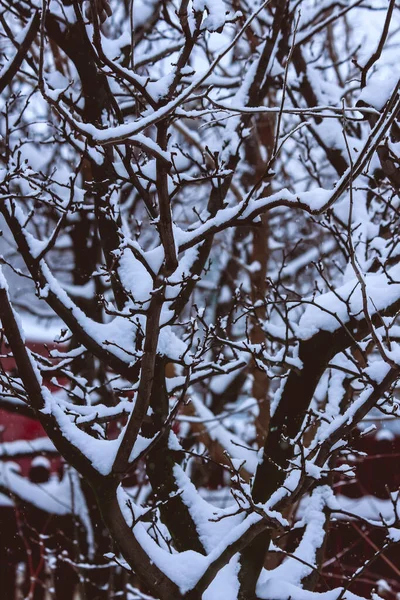 Κοντινό Πλάνο Από Κλαδί Δέντρου Καλυμμένο Χιόνι — Φωτογραφία Αρχείου