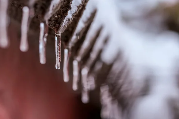 Ghiaccioli Sui Rami Albero Inverno — Foto Stock