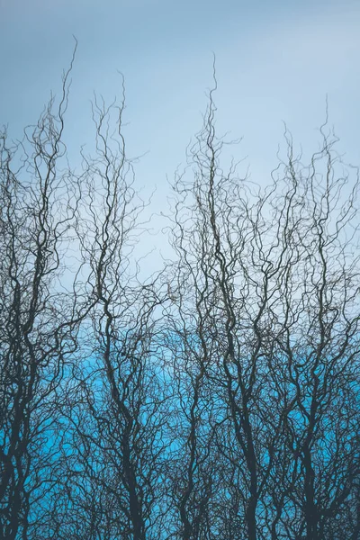 Кудрявые Ветви Дерева Поднимаются Небо — стоковое фото