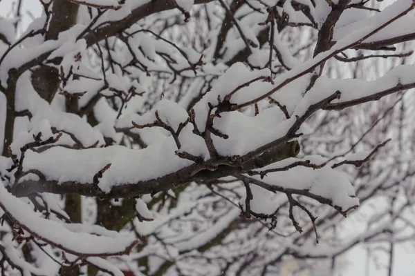 Χιονισμένα Κλαδιά Δέντρων Στο Δάσος — Φωτογραφία Αρχείου