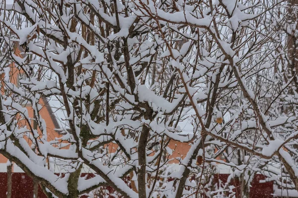 雪に覆われた木々の冬の風景 — ストック写真