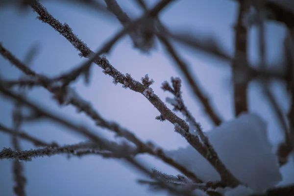 Gros Plan Neige Cristalline Glacée Sur Minces Branches Arbres — Photo