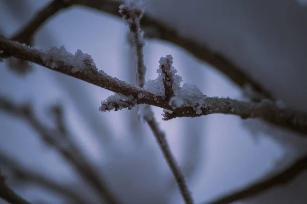 Κοντινό Πλάνο Παγωμένου Κρυσταλλικού Χιονιού Λεπτά Κλαδιά Δέντρων — Φωτογραφία Αρχείου