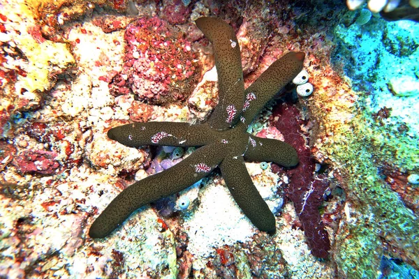 Luzon Setuber Echinaster Luzonicus Mit Rippenquallen Coeloplana Astericola Als Passagier — Fotografia de Stock