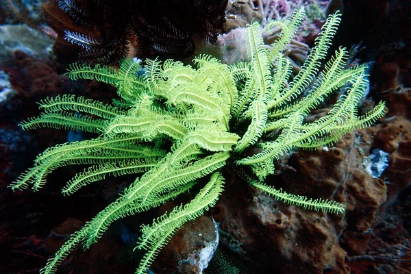 Federstern Oder Seelilie Korallenriff Nord Molukken Halmahera Indonesien Lata Lata — Stockfoto