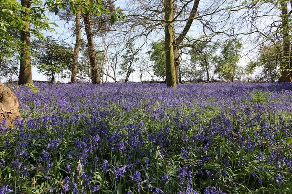 Wiosenne Lasy Dzwonkiem Hyacinthoides Non Scripta Kwiaty Leśnej Podłodze Drzewami — Zdjęcie stockowe