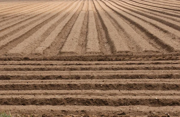 田里犁地种土豆 从沟里往下看 前面有一些是直角的 可用作背景或纹理 — 图库照片