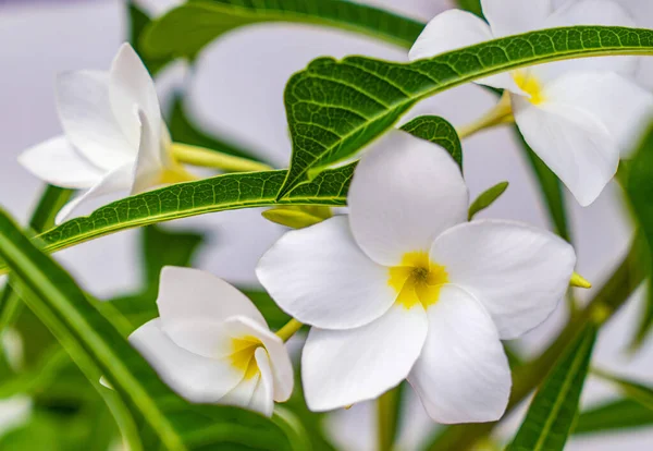 Skupina Bílých Květin Květované Rostliny Plumeria — Stock fotografie