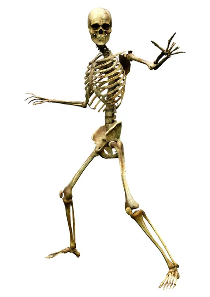Скелет Ізольований Білому Тлі — стокове фото
