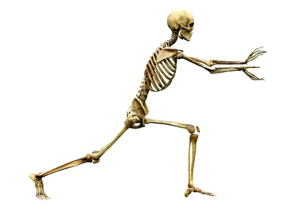 Weergave Van Een Menselijk Skelet — Stockfoto