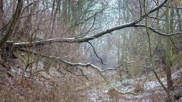 Κομμένο Δέντρο Χειμερινό Δάσος Στο Burgenland — Φωτογραφία Αρχείου