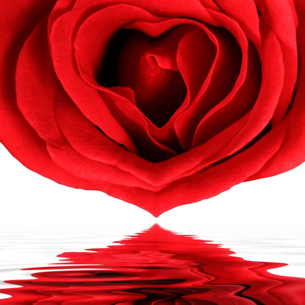 Pétales Rose Rouge Flore Nature — Photo