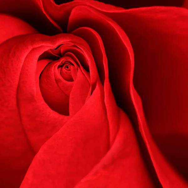 Vörös Rózsa Fekete Háttér — Stock Fotó