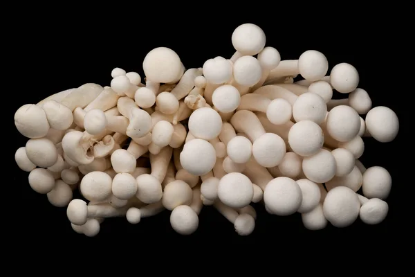 黑色背景的白色蘑菇 — 图库照片