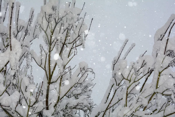 Winterlandschap Met Besneeuwde Bomen — Stockfoto