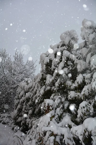 Hermoso Paisaje Invierno Con Árboles Cubiertos Nieve — Foto de Stock