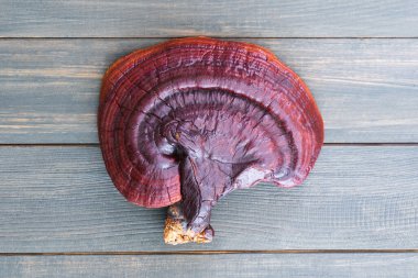 Close up of Ling zhi mushroom, Ganoderma lucidum mushroom on wood table clipart