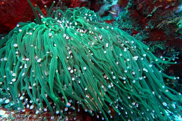 Seeanemone Vermutlich Heliofungia Actiniformis Anemonen Pilzkoralle Nord Molukken Halmahera Indonesien — Stock Photo, Image