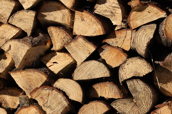 Pile Firewood Stacked Forest — Stock Photo, Image