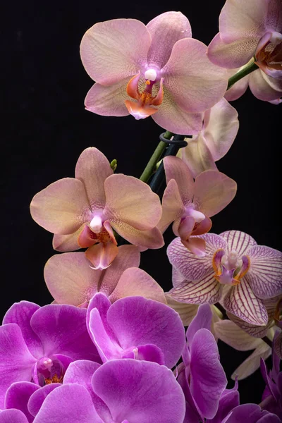 Flores Coloridas Orquídea Beleza Isoladas Fundo Preto — Fotografia de Stock