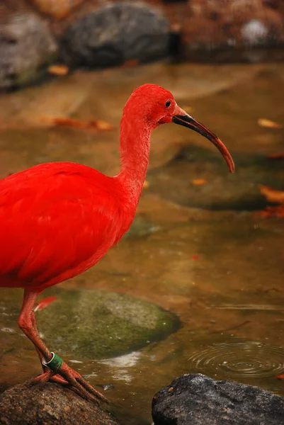 Pélican Tête Rouge Dans Zoo — Photo