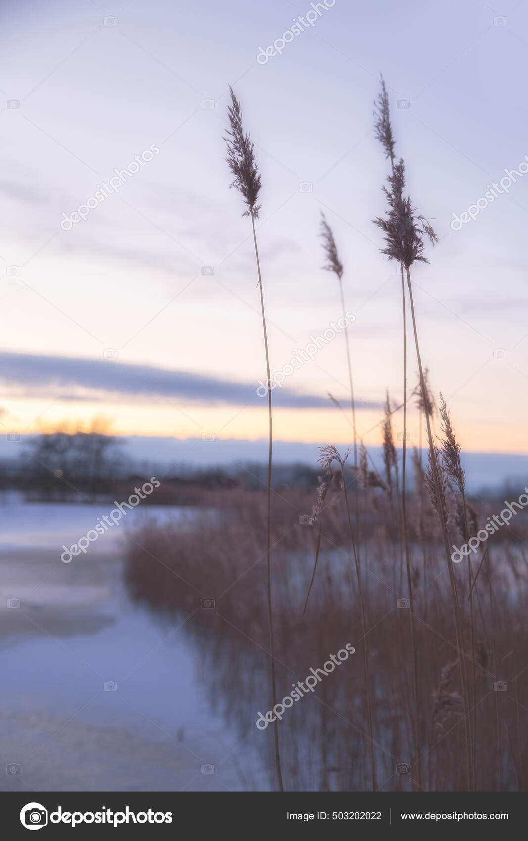 Пампас Трава Небе Закатом Абстрактный Естественный Фон Мягких.