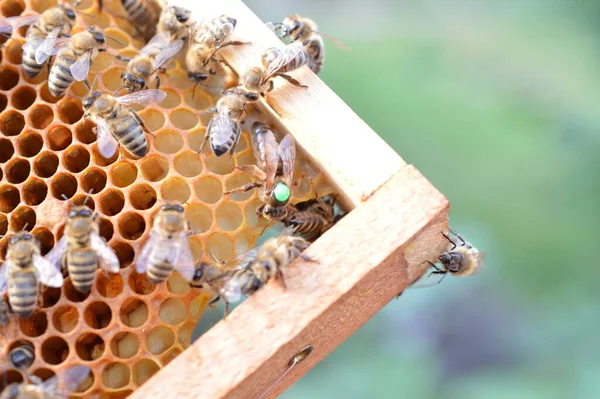Buckfast Queen Bee Marked Green Dot Year 2019 Bee Hive — Φωτογραφία Αρχείου