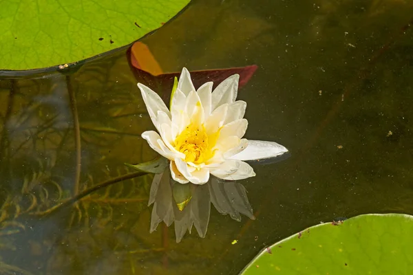 Bílá Voda Lily Pokřiveném Jezeře Divočině Sylvania Michiganu — Stock fotografie